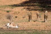 After a rest mom comes back to move the kill to the shade